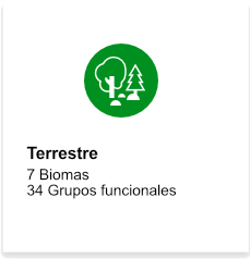 Terrestre