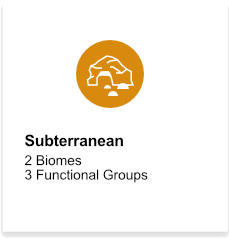 Subterranean